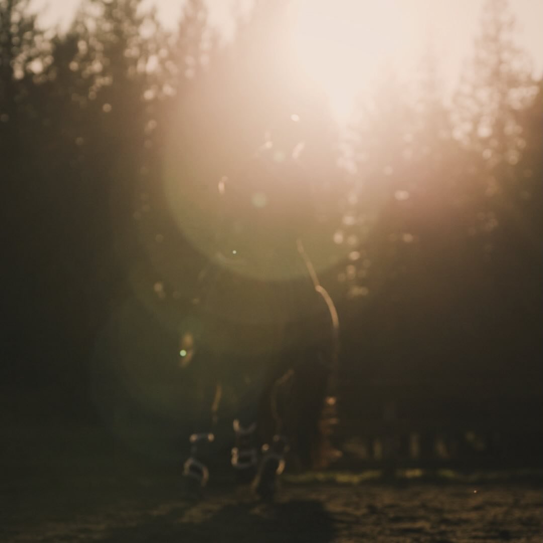 Some lens flare action with the @sonyalpha 70-200GMII while shooting with @equine_artist_vanessa_whittell for #feitv. 

#lensflare #backlit #docfilm #vancouvercameraoperator #sonyfx9